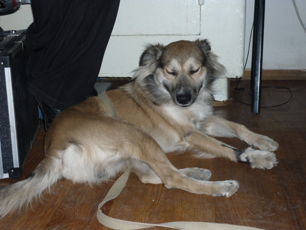 Rescue 500 Stray Animals in Talgar, Kazakhstan