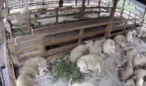 Livestock training center