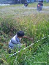 Rice Harvest with Young Farmers