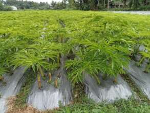 Our Demonstration Plot for Konjac