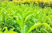 Plant 20,000 Trees Restore Mbwei Nature Forest