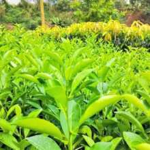 Plant 20,000 Trees Restore Mbwei Nature Forest