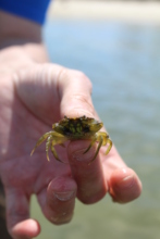 Critter Fun at Learn to Quahog, Burgess Point