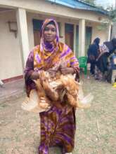 Chicken distribution