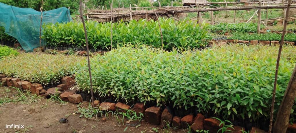 Empower 250 villagers to plant trees, save Climate