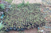 Empower 250 villagers to plant trees, save Climate