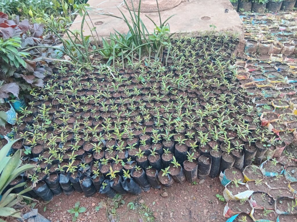 Empower 250 villagers to plant trees, save Climate