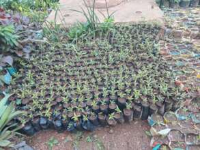 Empower 250 villagers to plant trees, save Climate