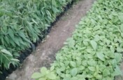Restore 10,000 Mangroves: Strengthen Indian Ocean.