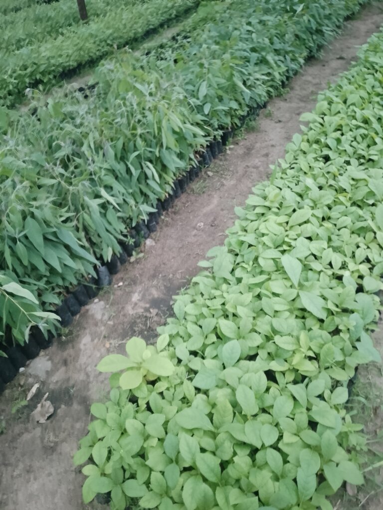 Restore 10,000 Mangroves: Strengthen Indian Ocean.