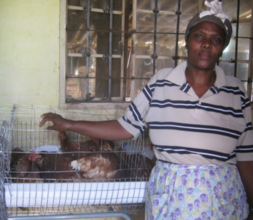 Eggs are sold locally and supplied to a school