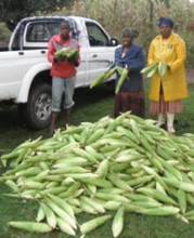 MaZuma grows mielies organically for local markets