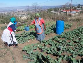 Mam Msomi* & Mam Khanyile* in their veggie garden