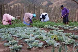 An SHG grows & sells veggies for income-generation