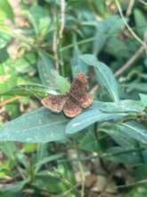 Discovering the butterflies of Punta Arena!