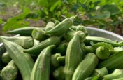Agri-Start: Training, mentoring 100 young farmers