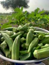 Agri-Start: Training, mentoring 100 young farmers