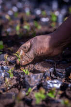 Tree seedlings