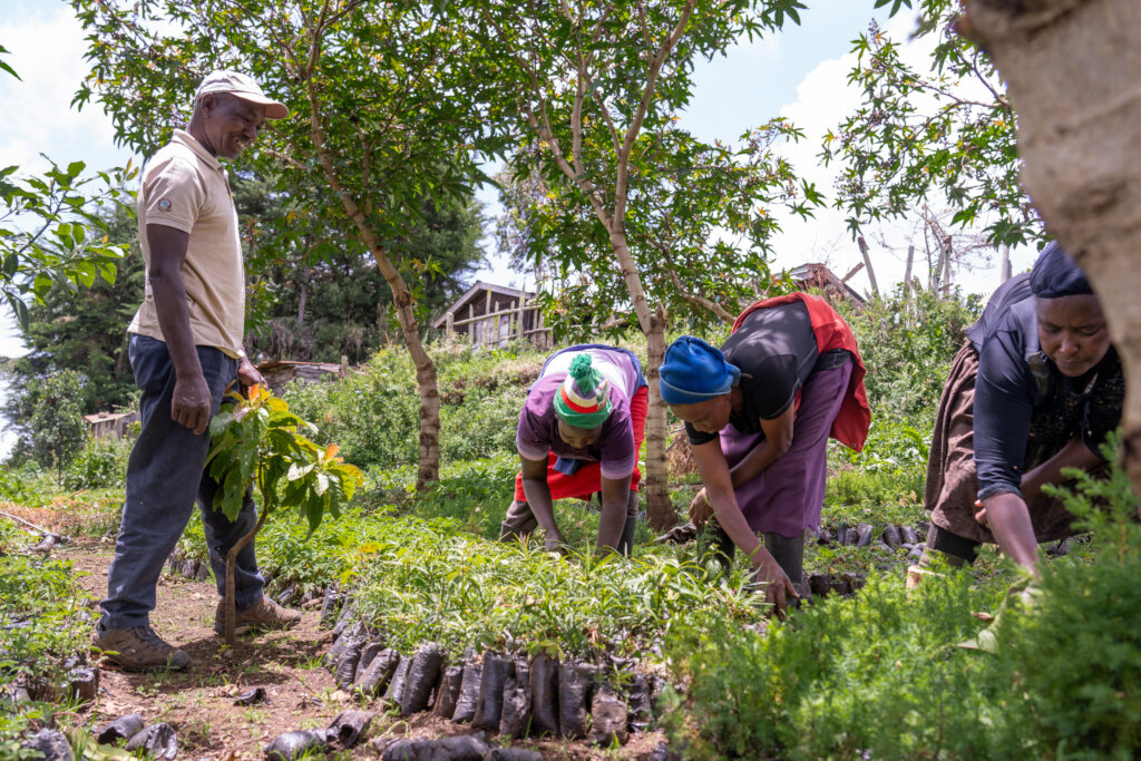 Inspecting Seedlings for purchase from community .