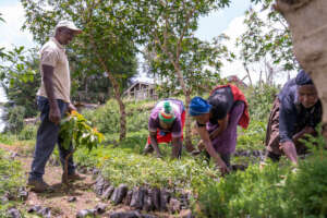 Inspecting Seedlings for purchase from community .