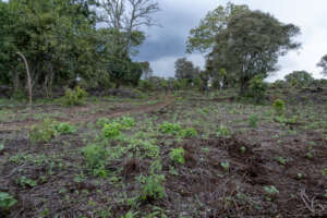 Imenti Restoration site