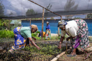 Women tending to seedlings for restoration