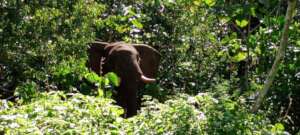 Mt Kenya Forests' Elephants