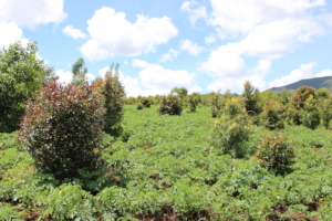TELIS - trees & crop intercropping
