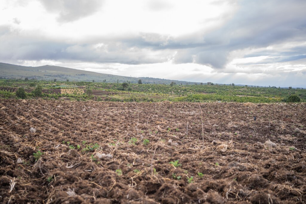 Restoring Degraded Mt. Kenya Forests