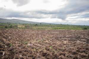 Restoring Degraded Mt. Kenya Forests