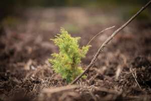 Trees, Income, and a Future for Mt Kenya Community