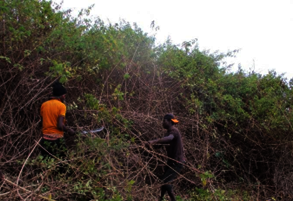 Community Led Restoration -clearing lantana bushes