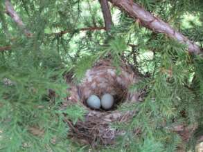 Evidence of returning wildlife at restoration site