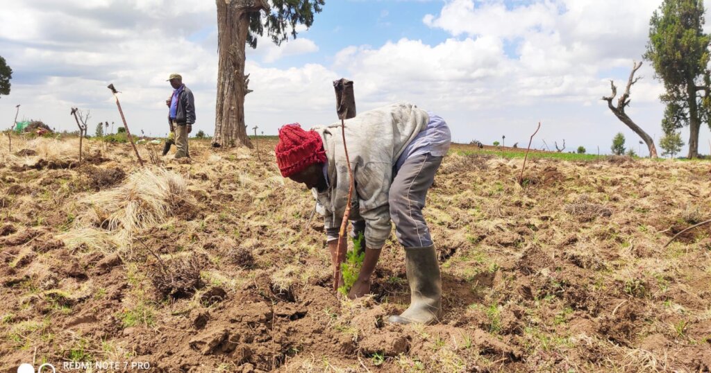 Grow Forests, Grow Communities In Mount Kenya