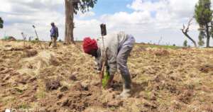 Communities Planting Trees in Ontulili Forest