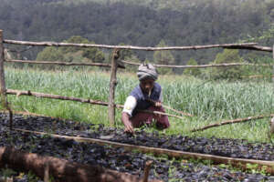 Forest Restoration By Communities