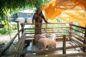Livelihood support - Piglets