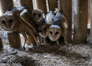 Barn Owl Nestlings