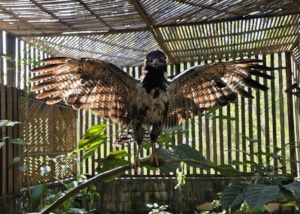 Common Black Hawk