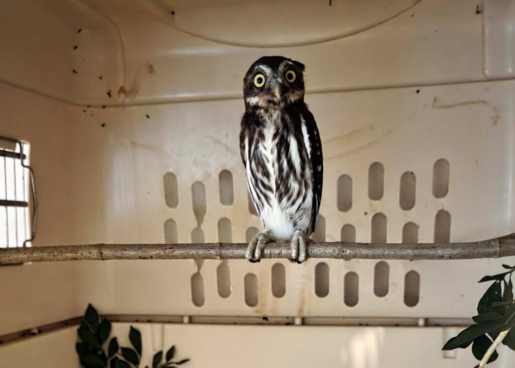 Ferruginous Pygmy Owl