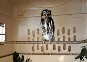 Ferruginous Pygmy Owl