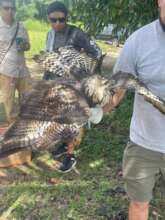 Juvenile common black hawk the day he was rescued