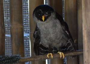 Black & White Owl with Missing Eye