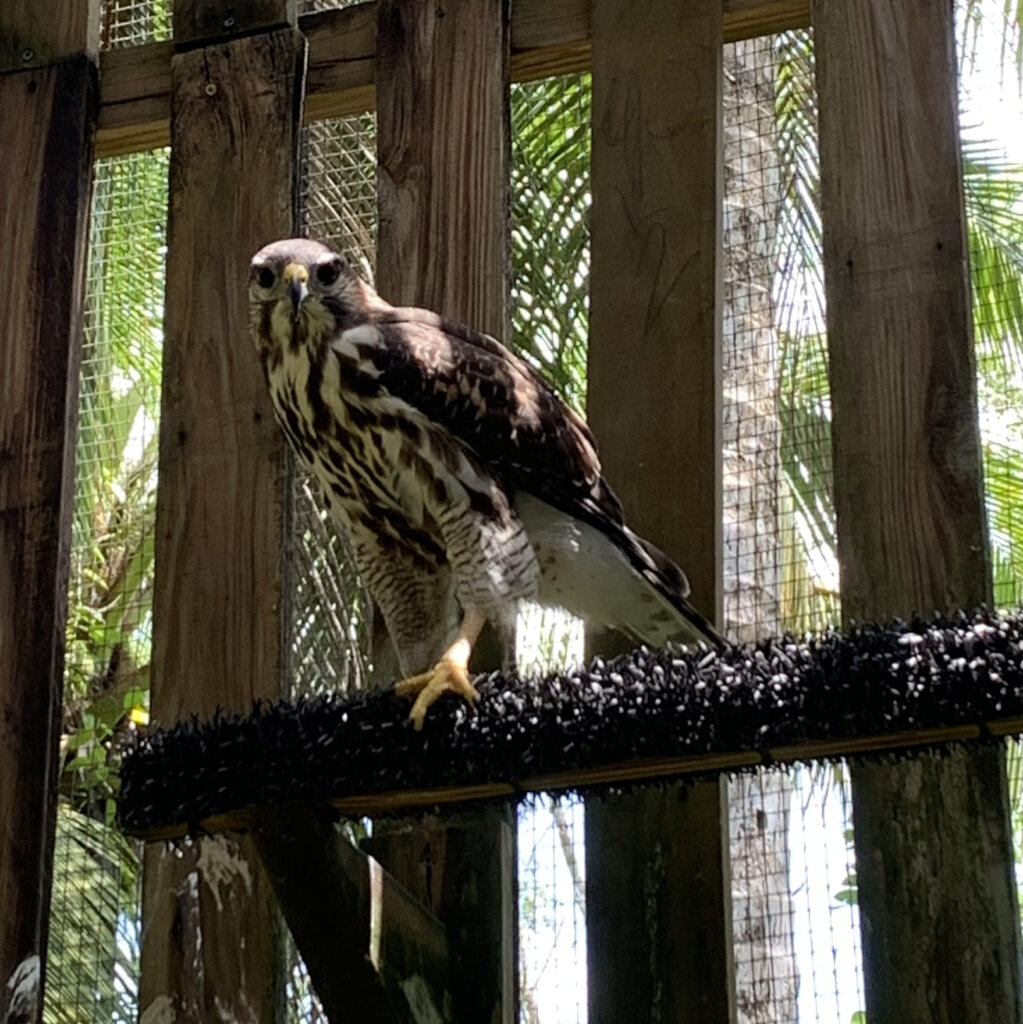 Grey Hawk juvenile makes a remarkable recovery
