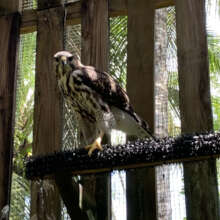 Grey Hawk juvenile makes a remarkable recovery