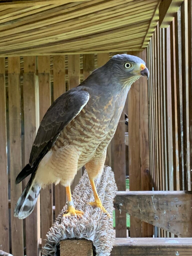 Finally - our roadside hawk gets her wild life!