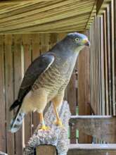 Finally - our roadside hawk gets her wild life!