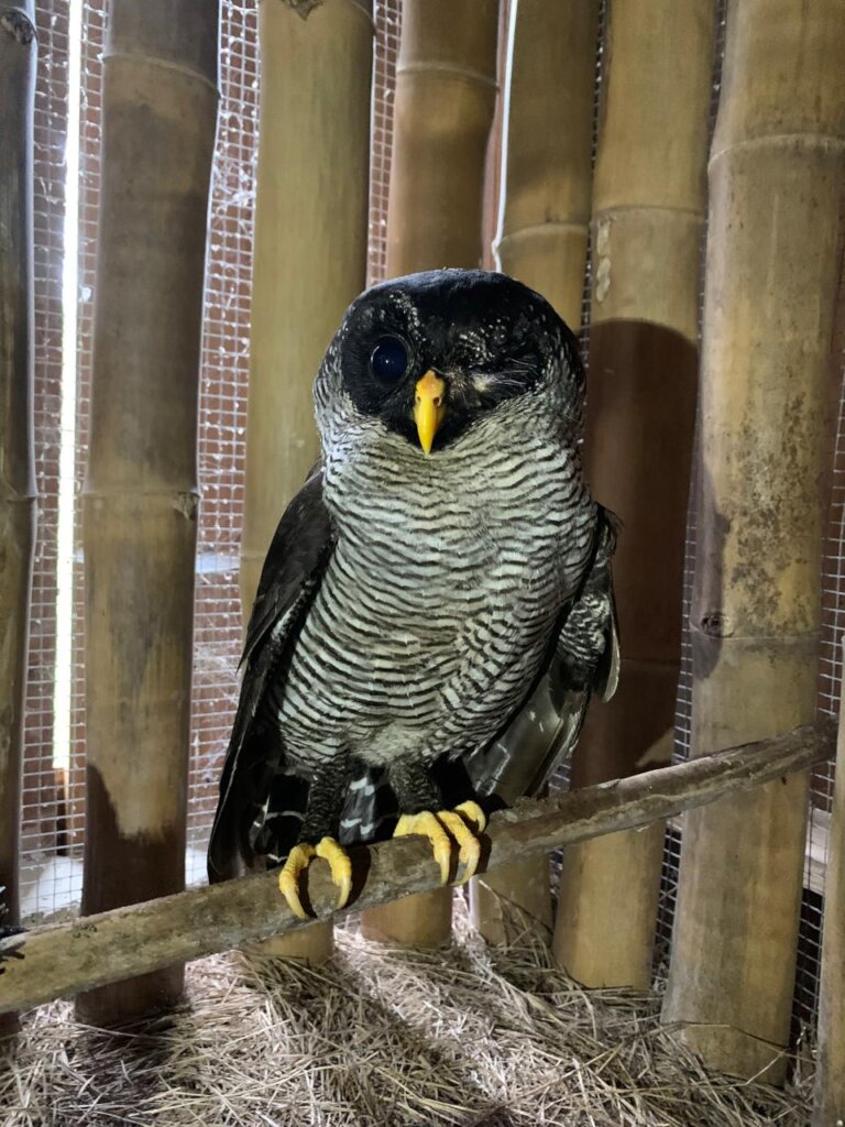 Black-and-white owls gets a second chance