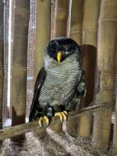 Black-and-white owls gets a second chance