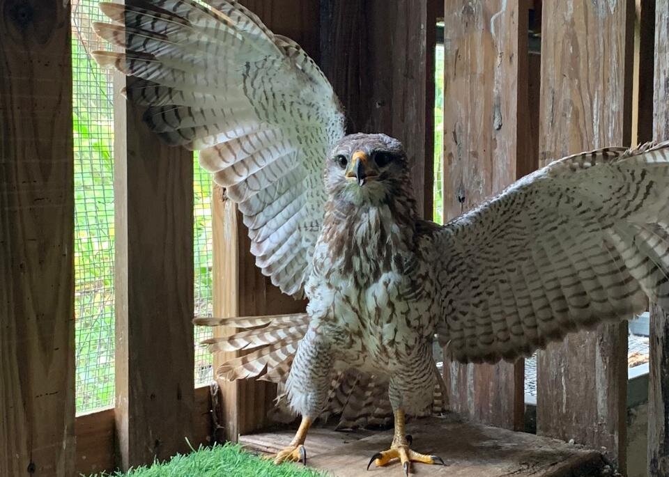 Grey Hawk Before Release